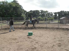 Horse Backing and Schooling